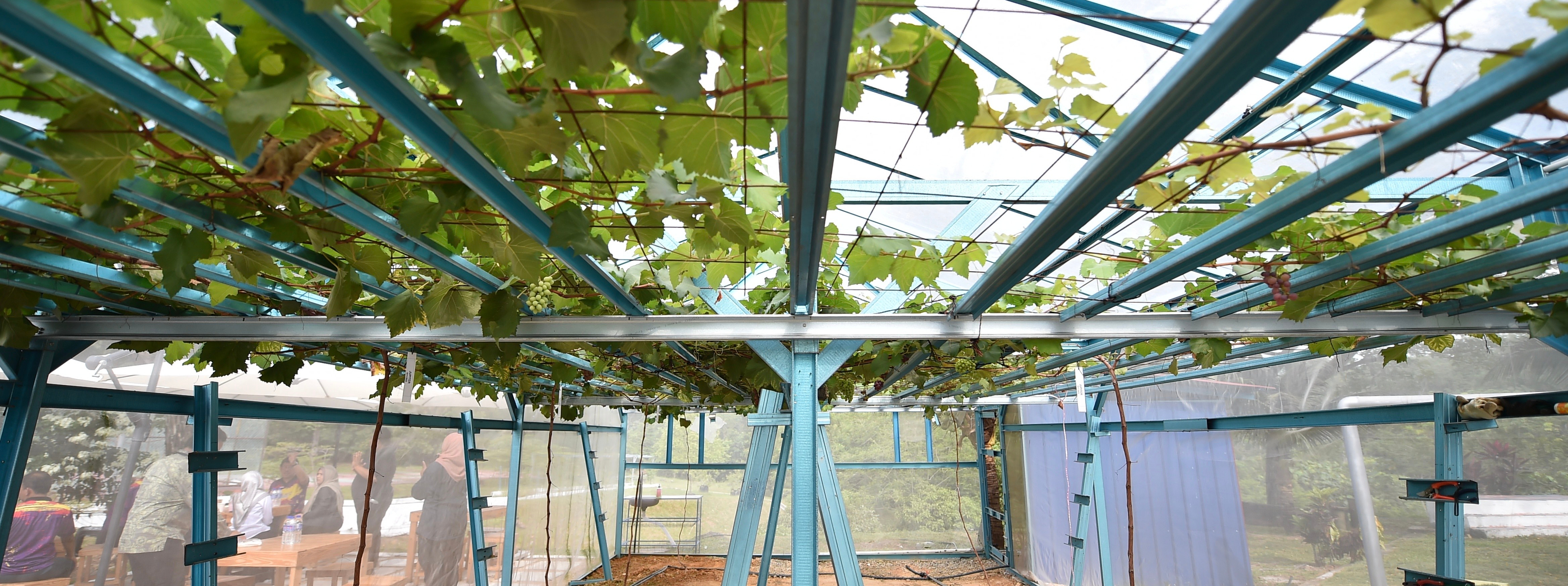 Penyelidikan & Inovasi Politeknik Nilai Hasilkan Anggur ‘Jupiter’